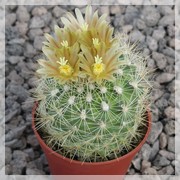 Gymnocactus roseanus