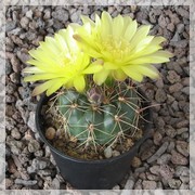 Gymnocalycium andreae