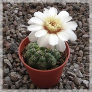 Gymnocalycium baldianum albiflorum
