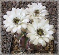 Gymnocalycium damsii