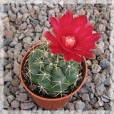 Gymnocalycium megalothelon