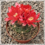 Gymnocalycium tillianum