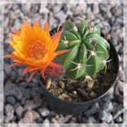Lobivia akersii