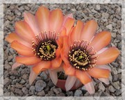 Lobivia jajoiana