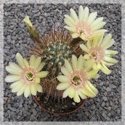 Lobivia lateritia