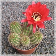 Lobivia purpureomineata