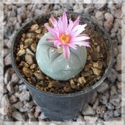 Lophophora fricii