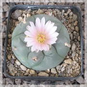 Lophophora williamsii