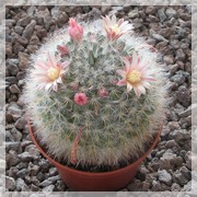 Mammillaria bocasana