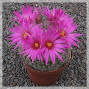 Mammillaria guelzowiana