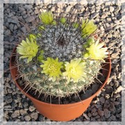 Mammillaria lindsayi