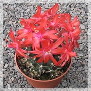 Matucana krahnii
