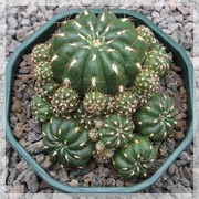 Kaktus c
