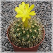 Matucana weberbaueri
