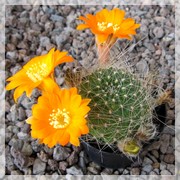 Mediolobivia albilongiseta