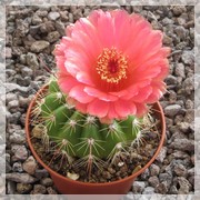 Notocactus ottonis venclusianus