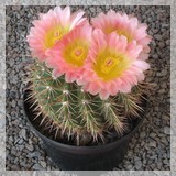 Notocactus roseoloteus