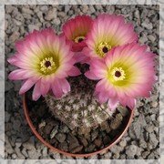 Notocactus rutilans