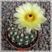 Notocactus tureczekianus