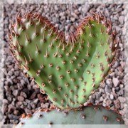 Opuntia macrocentra