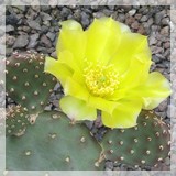 Opuntia rhodantha richter