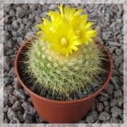 Parodia chrysacanthion