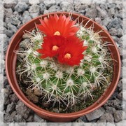 Parodia comarapana