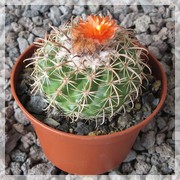 Parodia schwebsiana