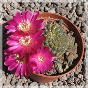 Rebutia