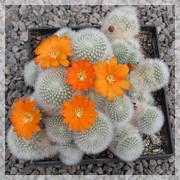 Rebutia