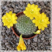 Rebutia
