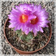 Thelocactus bicolor tricolor