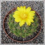 Thelocactus conothelos