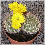 Weingartia