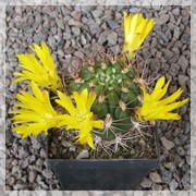 Weingartia lanata