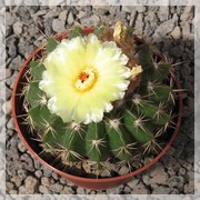 Wigginsia erinacea