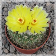 Wigginsia kovaricii