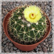 Wigginsia microcanthus